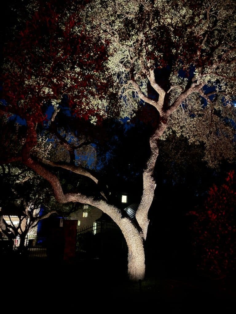 Beautiful Oak Trees Lit Up in Austin