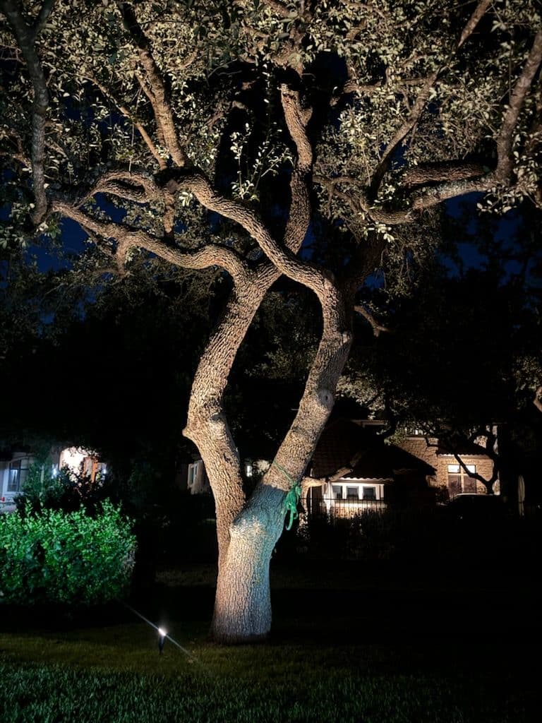 Beautiful Oak Trees Lit Up in Austin